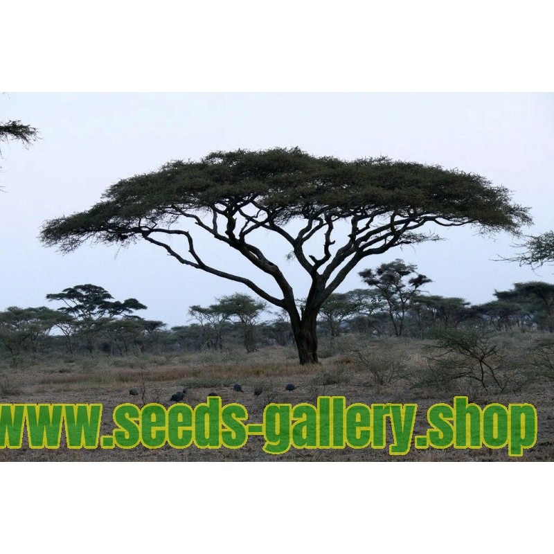 Kisobran Acacia Seme - Bonsai