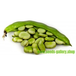 Broad Bean Super Aquadulce Autumn Sowing Vegetable Seeds 20 Organic Seeds\u2026 Easy to Grow