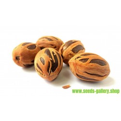 Nutmeg Seeds - Aphrodisiac