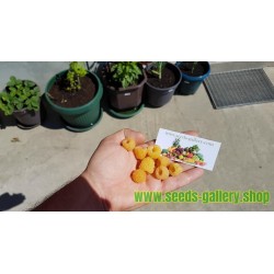 Yellow Raspberry Seeds Tasty Fruit