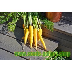 Solar Yellow Carrot 14000 Seeds