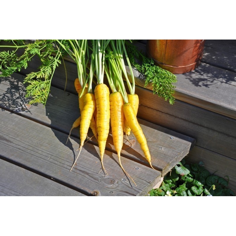 Semi (14000 semi) di Carota Solar Yellow | 100,00 €