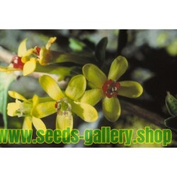 Zlatna Ribizla Seme (Ribes Aureum)
