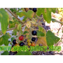 Σπόροι χρυσό Σταφίδα (Ribes aureum)