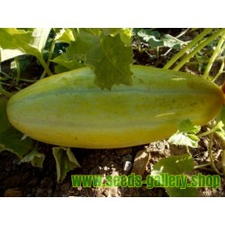 MESHEDI Melone frische Samen