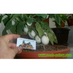 Eierbaum Samen (Solanum melongena)