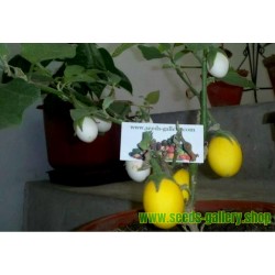 Σπόροι Solanum melongena Golden Eggs