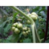 VOYAGE Tomato Seeds - Heirloom Variety