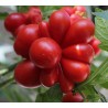 VOYAGE Tomato Seeds - Heirloom Variety