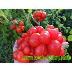 Tomat frön VOYAGE (Picknicktomat)
