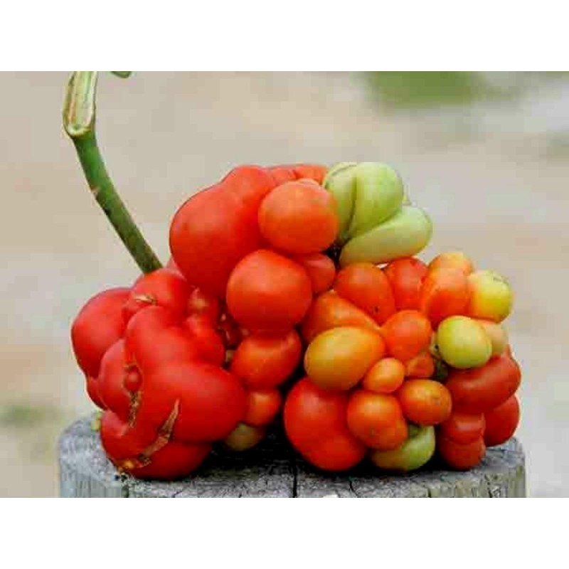 VOYAGE Tomato Seeds Heirloom Variety Price €1.95