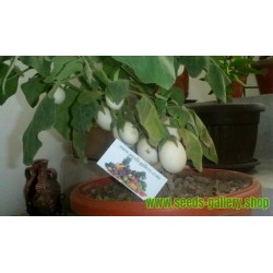 GOLDEN EGGS PLANT 50 SEEDS Solanum Melongena EDIBLE Bonsai Houseplant Heat USA 