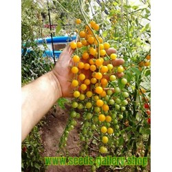 Semi Di Pomodoro Giallo Ribes