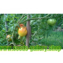 OLD GERMAN Organic Tomato Seeds