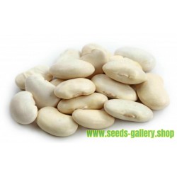 Giant White LIMA Bean Seeds