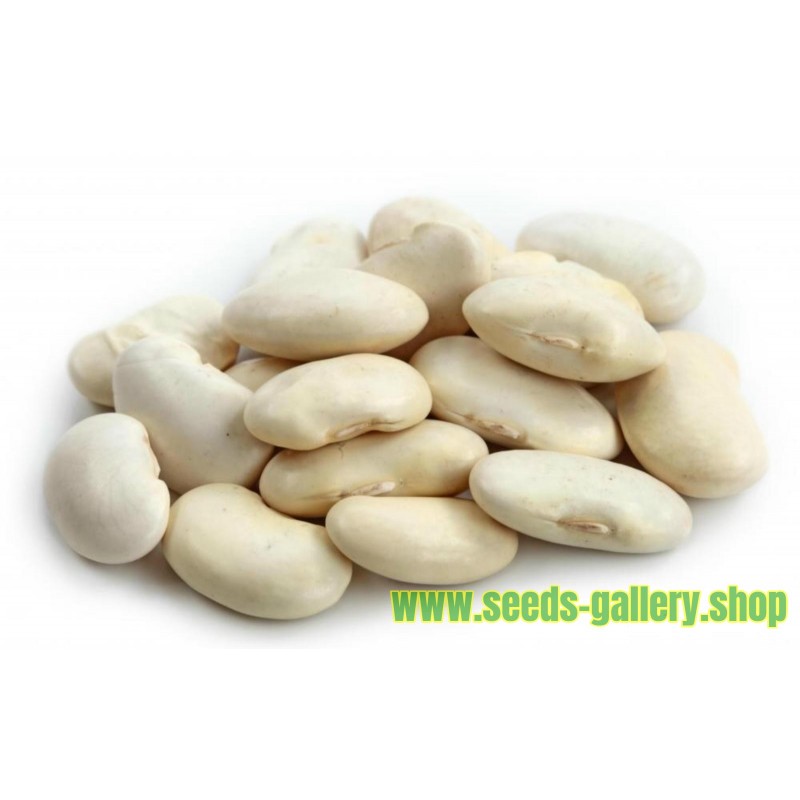 Riesige weiße Limabohne Samen