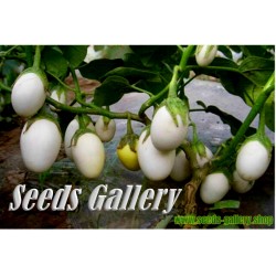 Semillas de Planta De Huevo (Solanum Molengina)