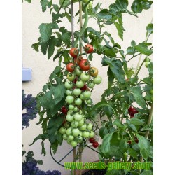 ANABELLE Tomato Seeds