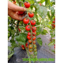 Semillas de tomates ANABELLE