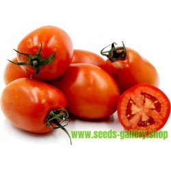 Sementes de tomate ROMA NANO