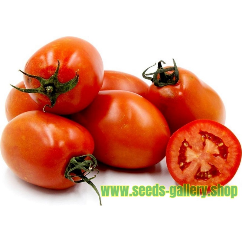 Tomato Seeds ROMA NANO