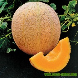 Hales Best Jumbo Cantaloupe Melon Seeds