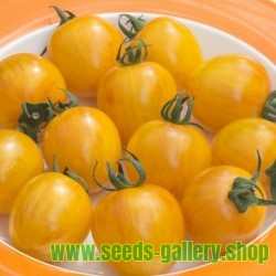 Semillas de tomate ARTISAN GOLDEN BUMBLE BEE
