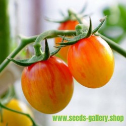 ARTISAN GOLDEN BUMBLE BEE Cherry Tomato Seeds