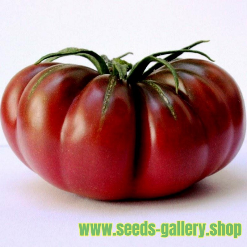 Purple Calabash, Aztec heirloom tomato seeds