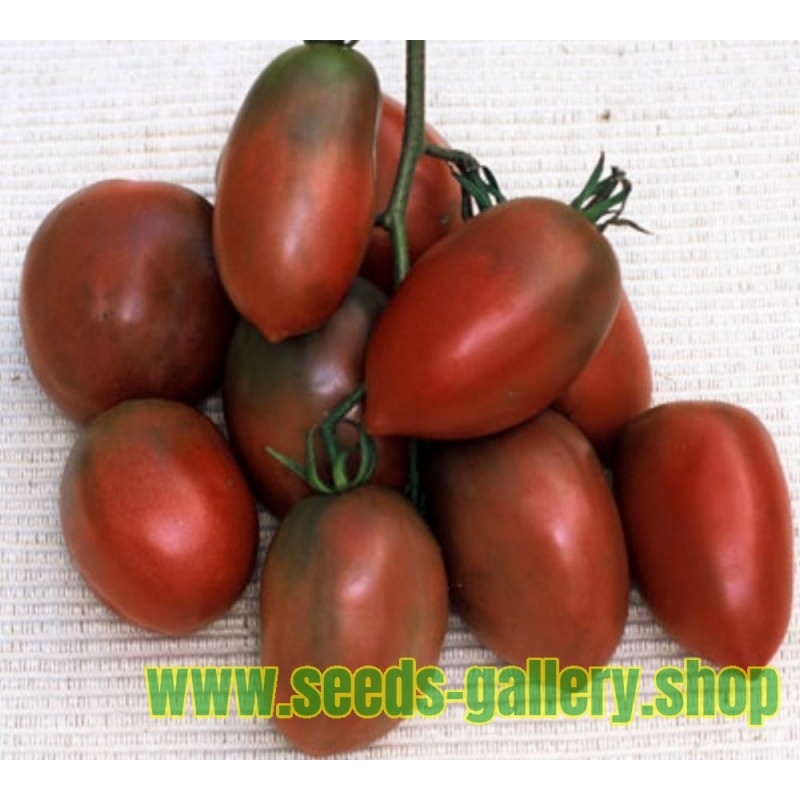 Semillas de tomate PURPLE RUSSIAN - UKRAINIAN PURPLE