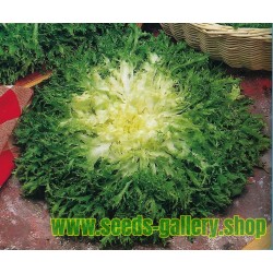 Endivija Gigant Seme Salate (Cichorium endivia)