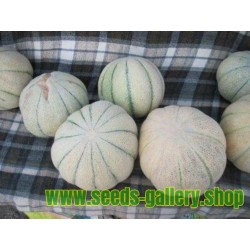 Semillas del melón persa TALIBI