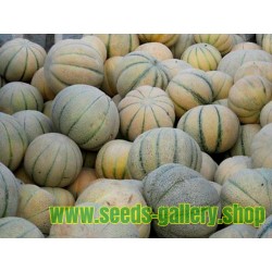 TALIBI Persiska Melon frön