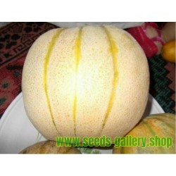 TALIBI Persiska Melon frön