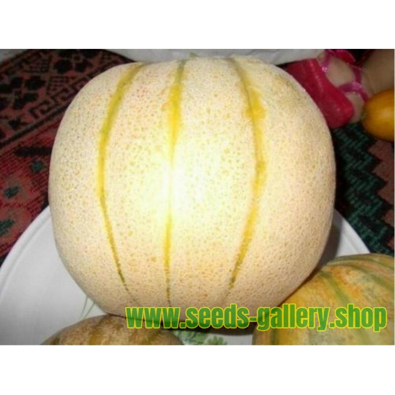 Semi di melone persiano TALIBI