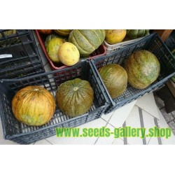 Casaba Turkish melon seeds