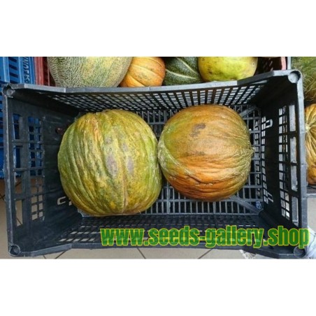Casaba Turkish melon seeds