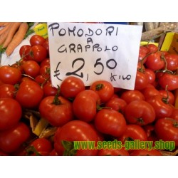 Ντομάτα σπόρος GRAPPOLO