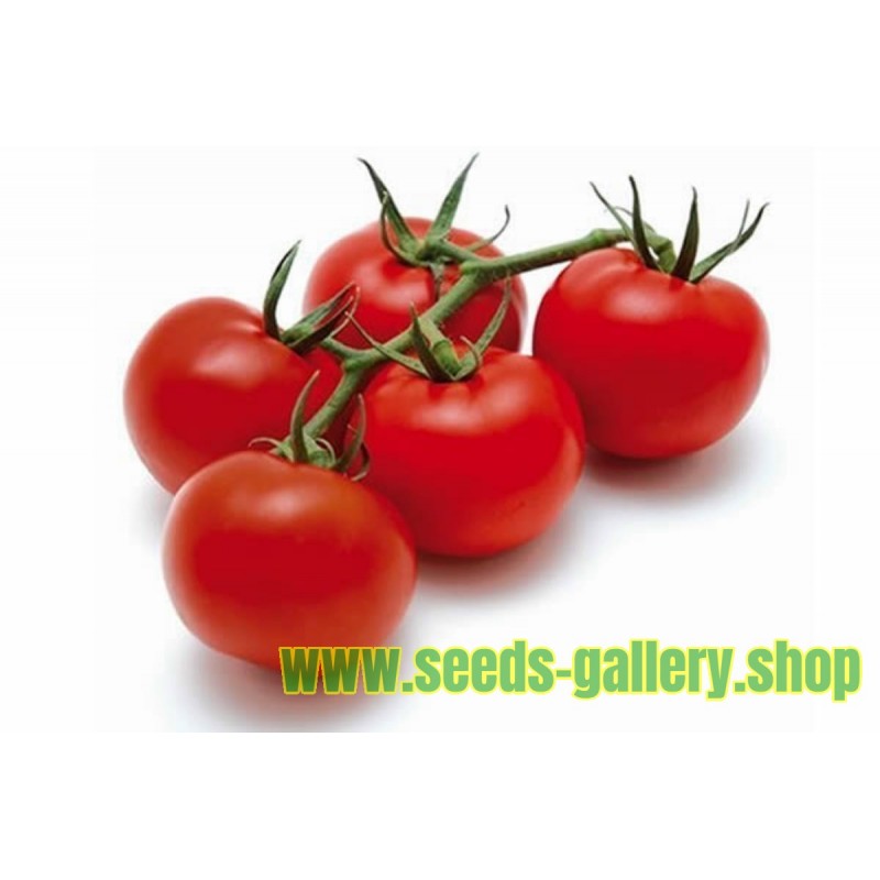 Semillas de tomate GRAPPOLO