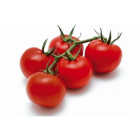 Sementes de tomate GRAPPOLO | 2,25 €