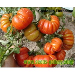 Semillas de tomate Beefsteak COSTOLUTO FIORENTINO