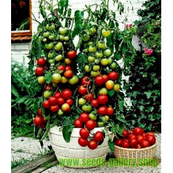 Balkonzauber Tomato Seeds (Balcony Charm)