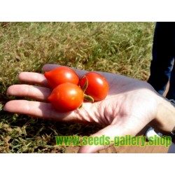 Σπόροι ντομάτας FIASCHETTO