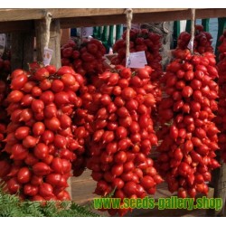 FIASCHETTO Tomato Seeds
