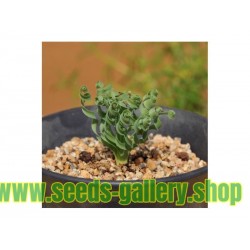 Graines Herbe Spirale Succulente (Moraea tortilis)