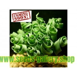 Spiral Gras Samen sukkulent (Moraea tortilis)