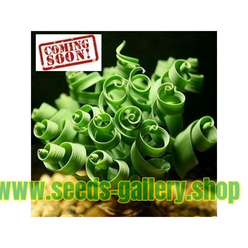 Spiral Gras Samen sukkulent (Moraea tortilis)