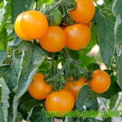 Sementes de Tomate Goldene Königin