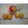 Litchi Tomato 5000 Seed - Morelle de Balbis
