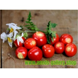 Litchi Tomato 1000 Sementes - Morelle de Balbis
